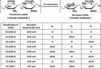 Frontiers | Chondroitin Sulfate/Dermatan Sulfate-Protein Interactions ...